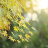 黄葉枝垂れ