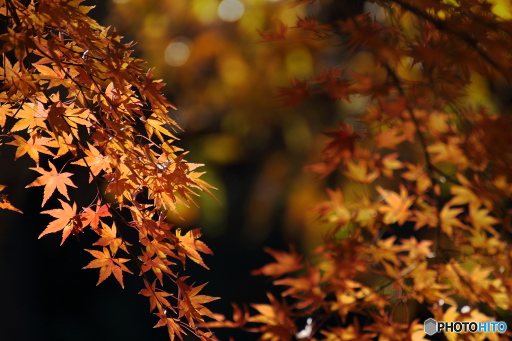 紅葉の滝