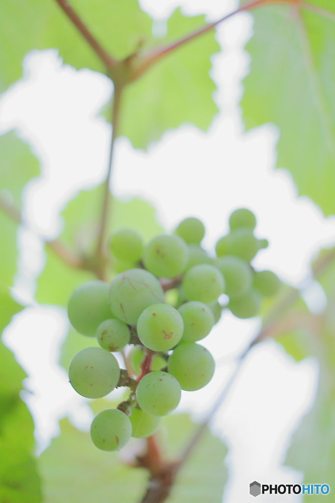 Cute grape