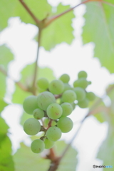 Cute grape