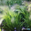 Beautiful grass　Ⅱ