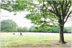 緑の公園を