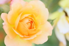 Apricot rose