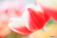 romantic love