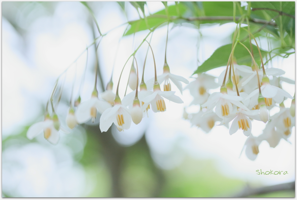 エゴノキの花Ⅱ