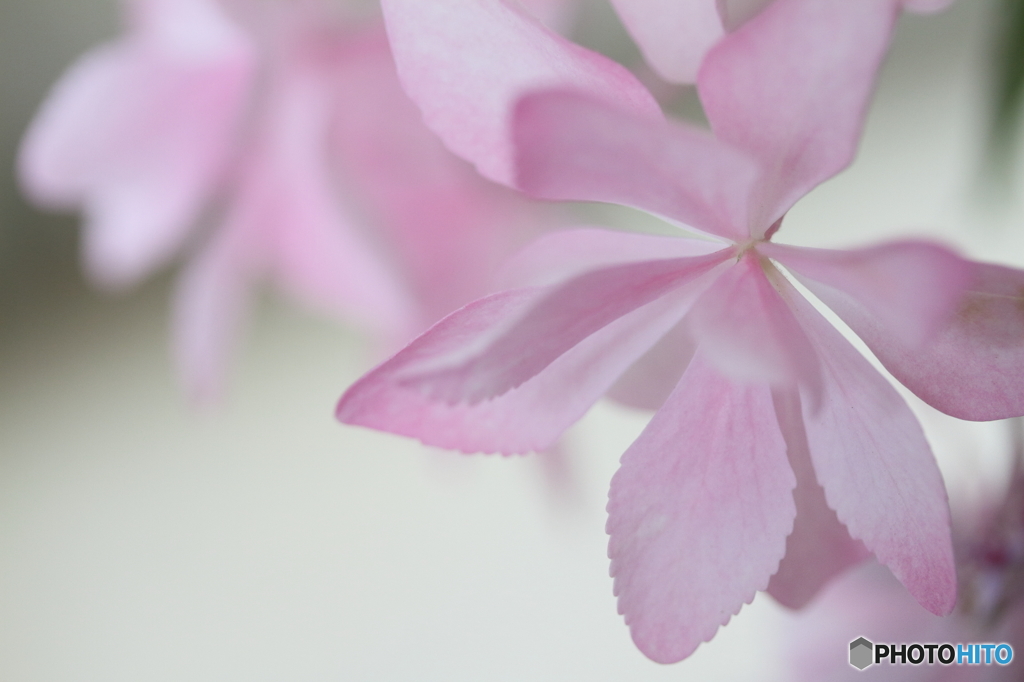 Beauty pink