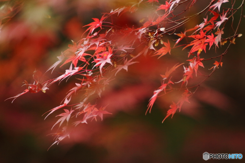 流れる紅