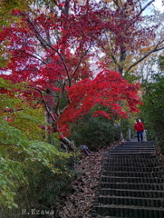 遊歩階段の紅葉