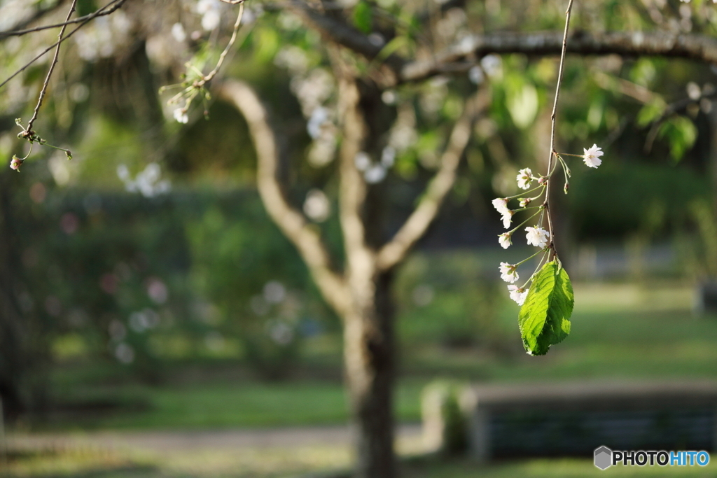 秋の枝垂れ桜