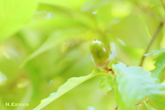 Young acorns