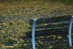 落ち葉のベンチ