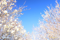 白梅の空
