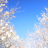 白梅の空