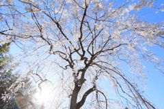 栄福寺の枝垂れ桜6