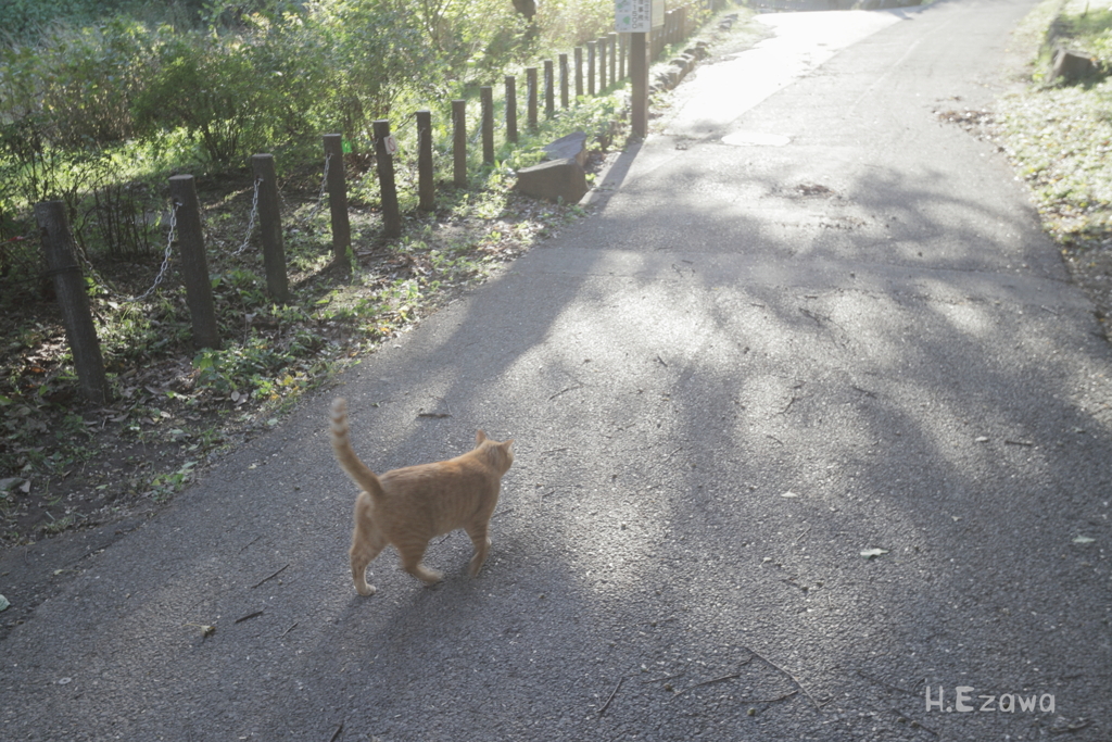 公園のねこ