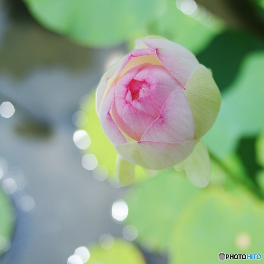 蓮のつぼみ By Shokora Id 写真共有サイト Photohito