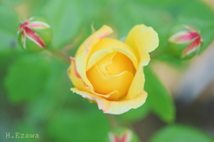 草笛の丘の薔薇7