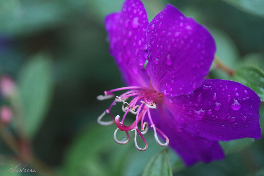 雨のコートダジュール