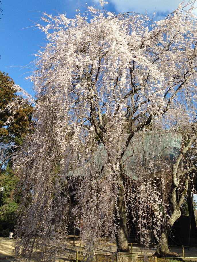 青空と姫桜