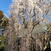 青空と姫桜