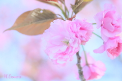 八重桜