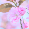 八重桜