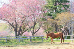 八重桜と馬
