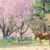 八重桜と馬