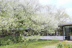 美術館の桜3