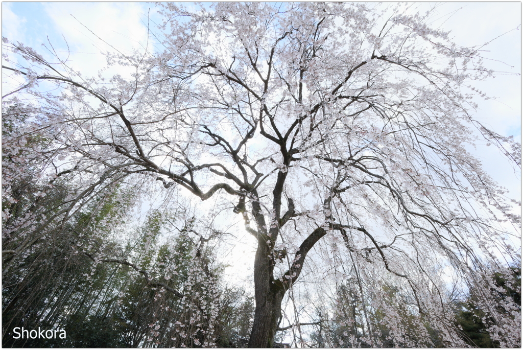 栄福寺の枝垂れ桜Ⅱ
