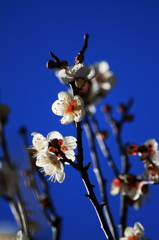 青空に梅花