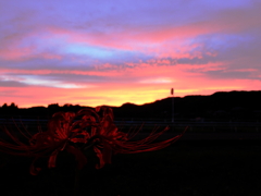 夕焼けに赤い花