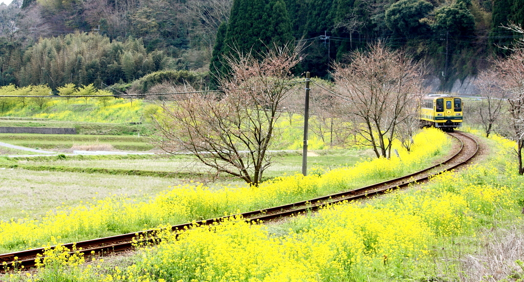 線路のある風景～菜の花カーブ～