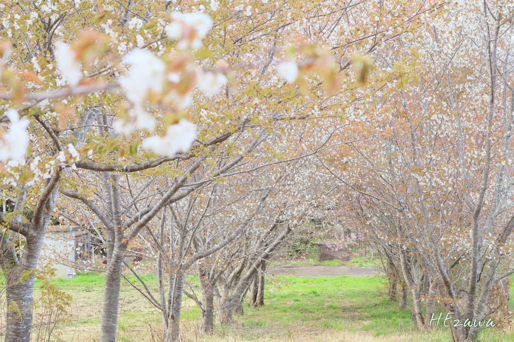 小さな桜並木
