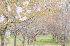 小さな桜並木
