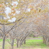 小さな桜並木