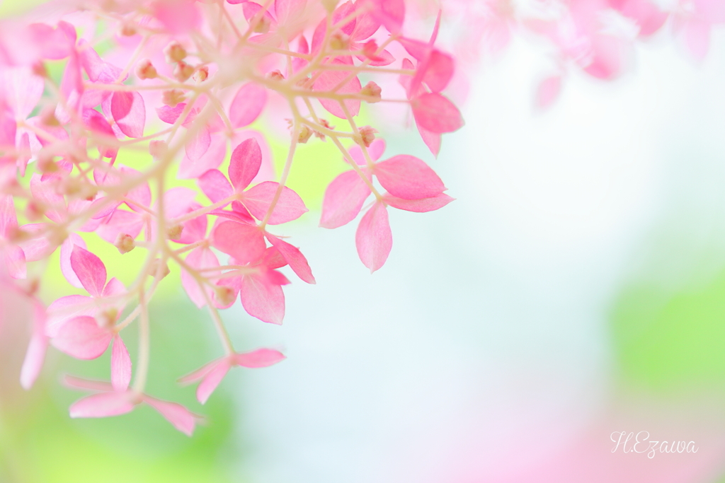 Pink Annabel3