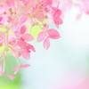 Pink Annabel3