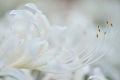 Lycoris radiata