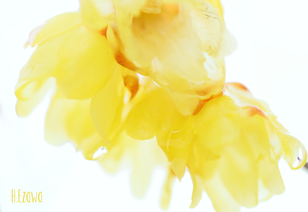 Transparency of wax plum