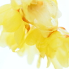 Transparency of wax plum