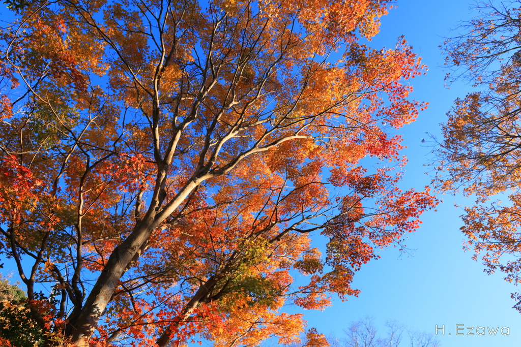 紅葉（昭和の森4）