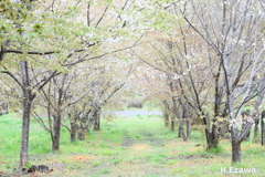 牧場の桜道