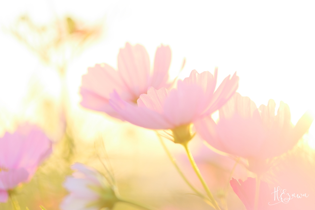 夕秋桜