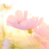 夕秋桜