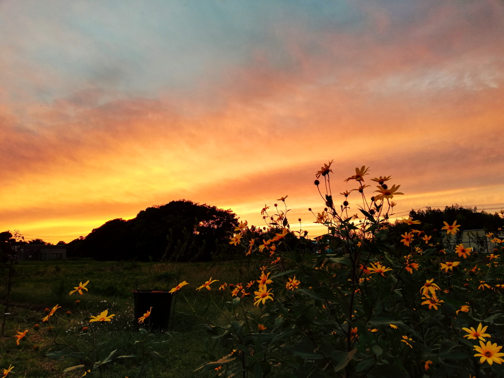 菊芋と夕空