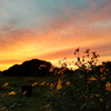菊芋と夕空