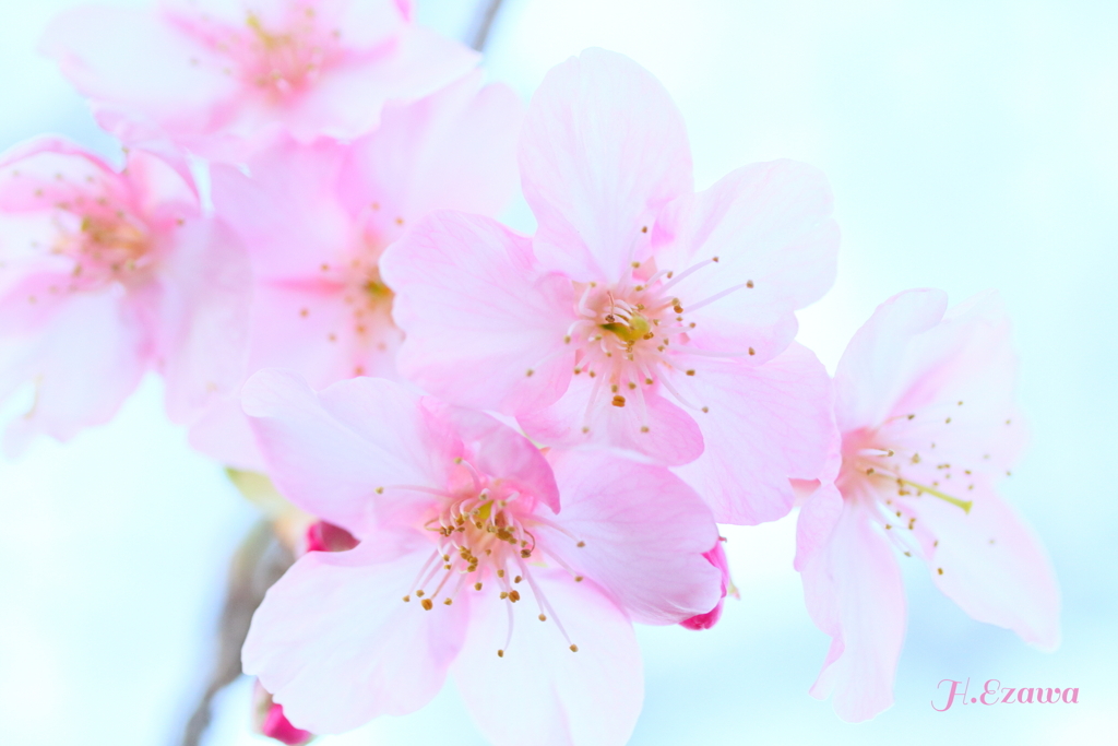 河津桜