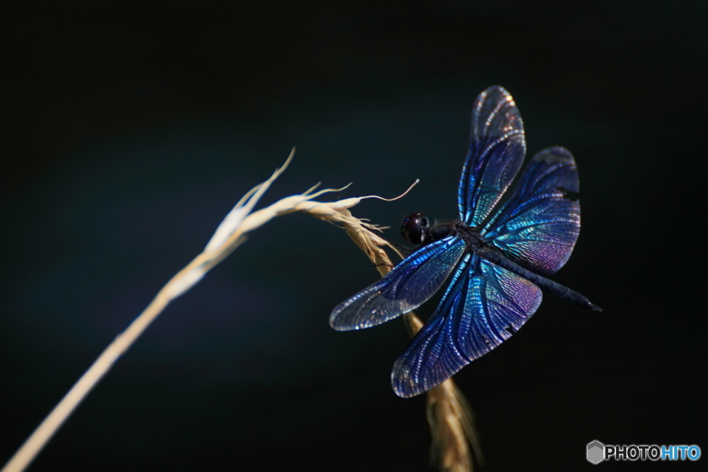蒼の幻想