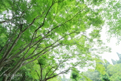 Maple greenⅣ